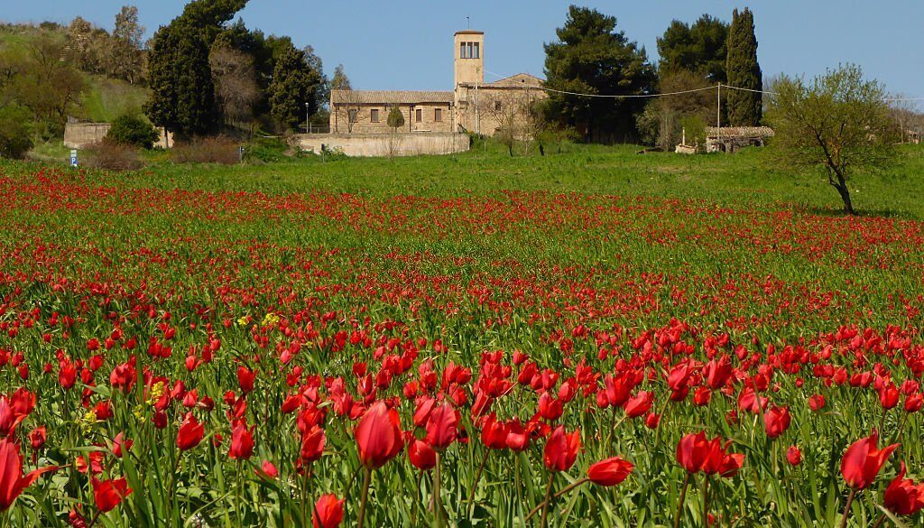 Blufi ed i tulipani madoniti