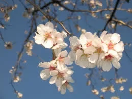 Festa del Mandorlo in Fiore ad Agrigento: tradizione, folklore e primavera in Sicilia