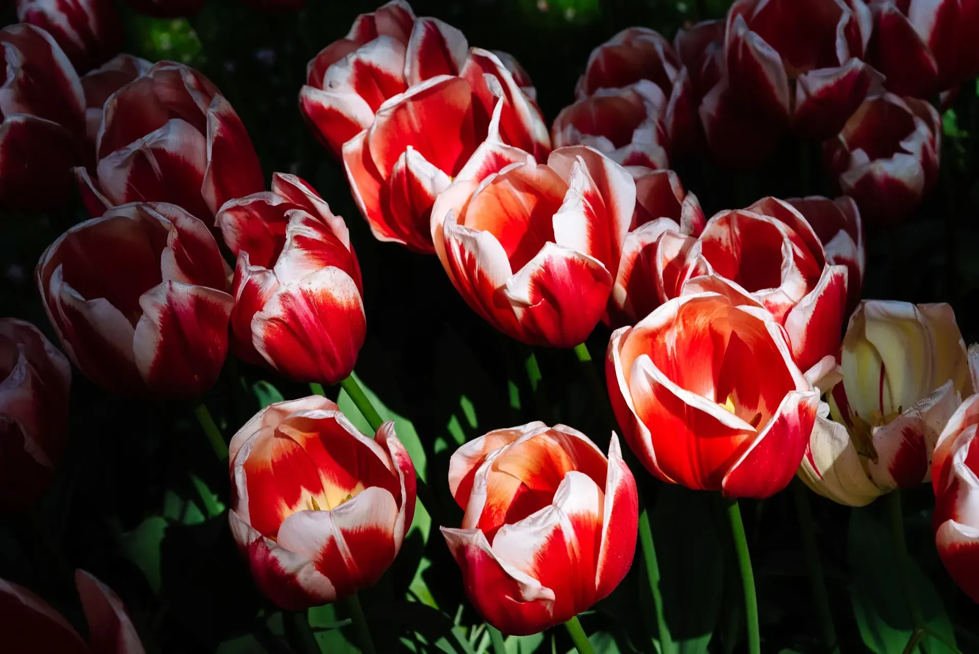 TuliPark Catania: vivi la magia dei tulipani ai piedi dell’Etna